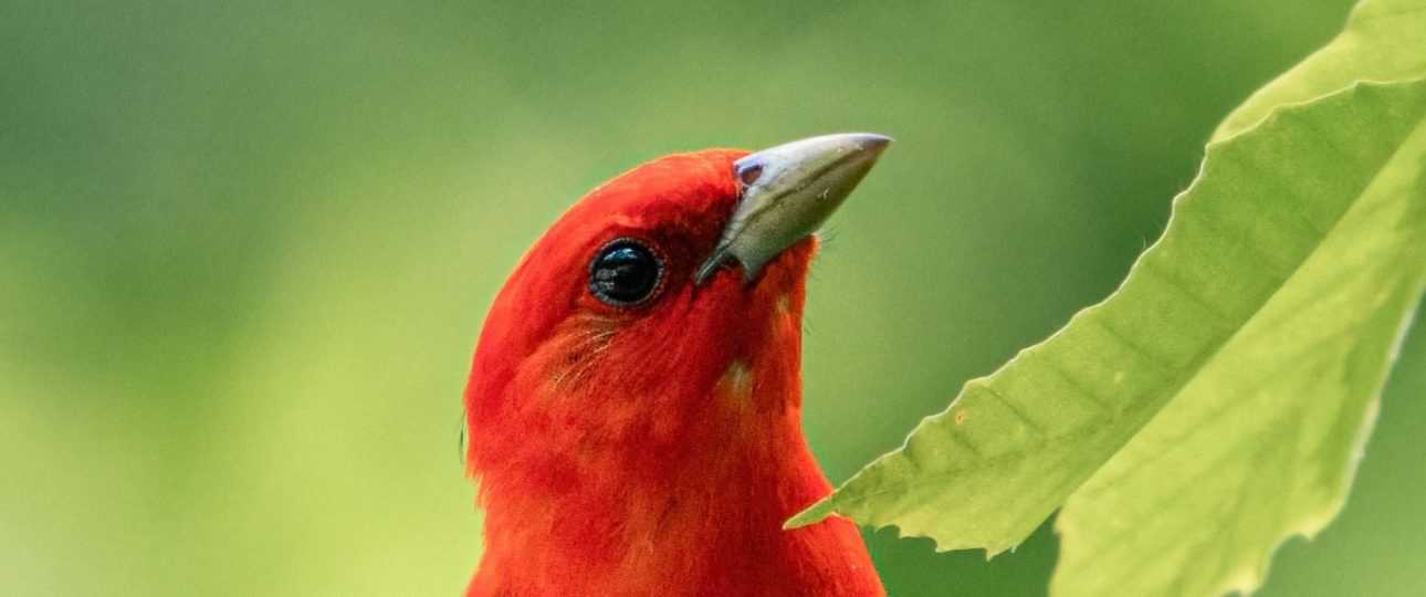 Scarlet Tanager