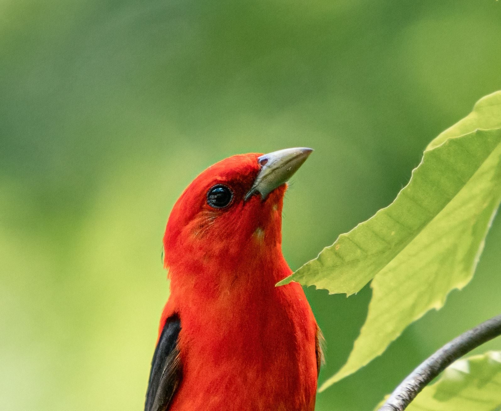 Scarlet Tanager